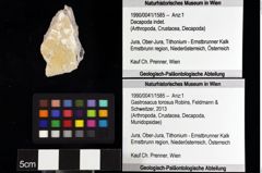 Foto (Objket + Etiketten) von Isopoda indet. 